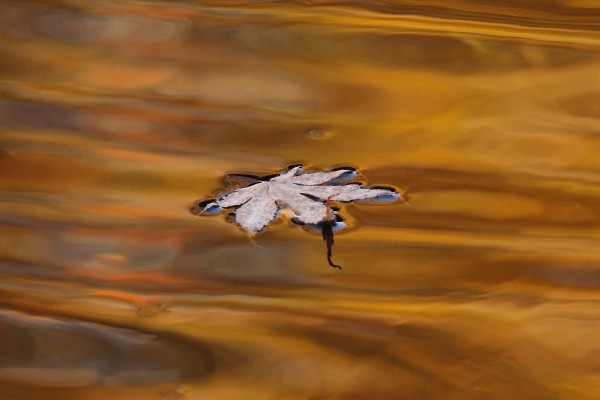 Autumn Drift by Deb Oppermann